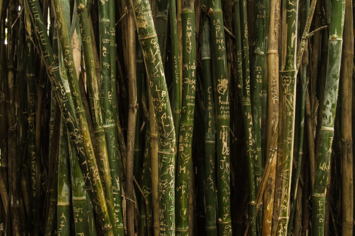 Bamboo for bamboo packaging