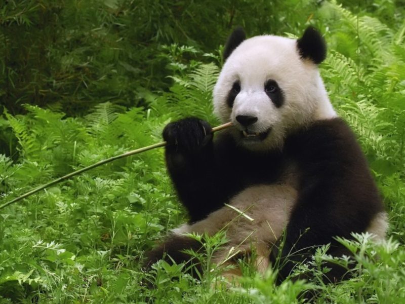 What do Pandas and EPE Thailand have in Common?  A Love for Bamboo.